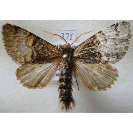 Colocasia coryli (Linnaeus, 1758) Połacica leszczynówka Czech37f